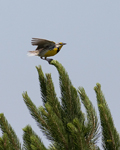 Eastern Meadowlark 0874